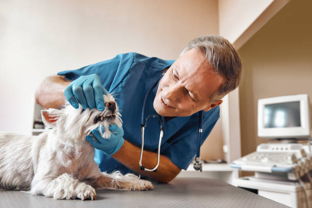  Vinton, LA Emergency Dentist Pros